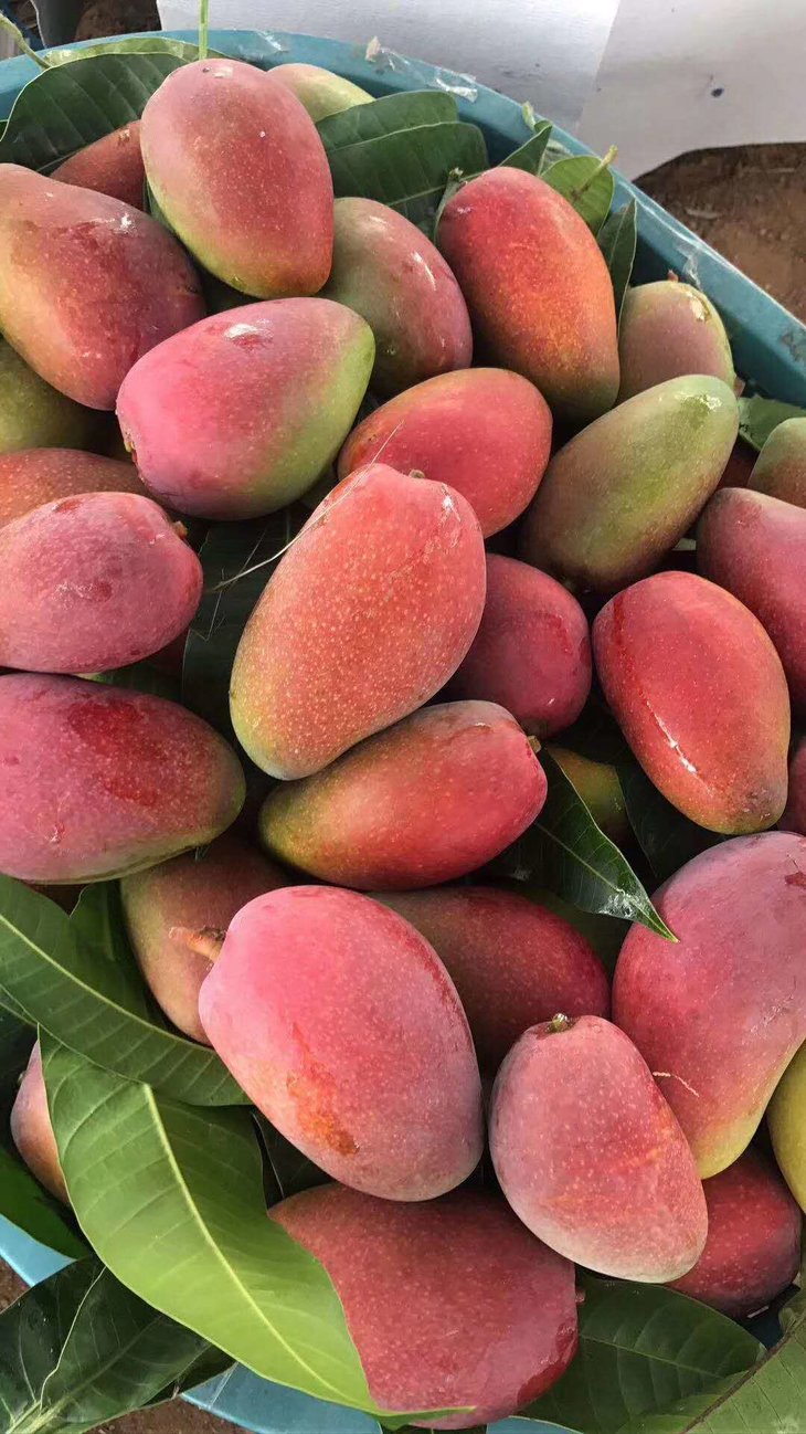 甜蜜贵妃芒小果3斤30个左右海南原生态树上熟芒果