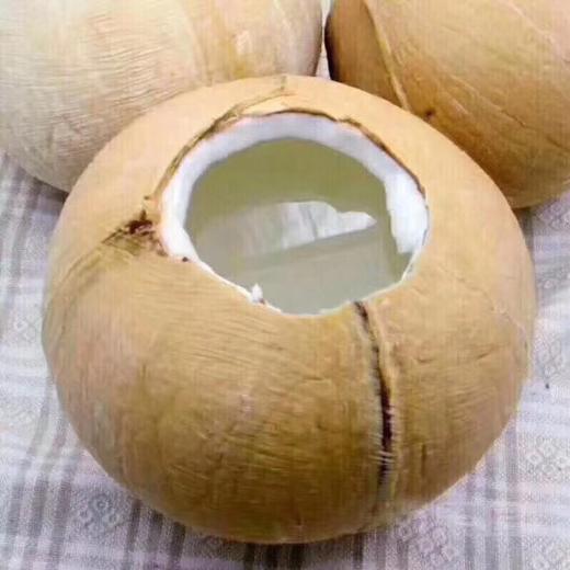 泰国椰皇10只  香甜浓郁 纯天然的饮料【市区包邮】 商品图1