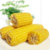 【三农甜糯香玉米】18支/箱，国民健康玉米典范 商品缩略图0