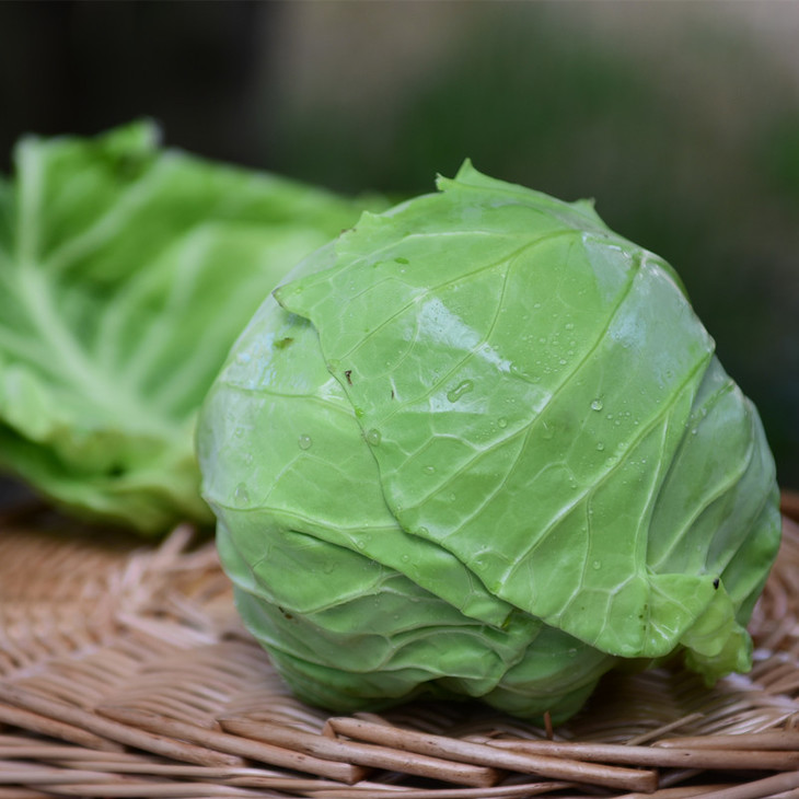 兰州包心菜400g以上