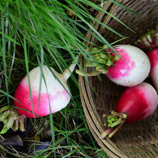 一点红萝卜(500g)