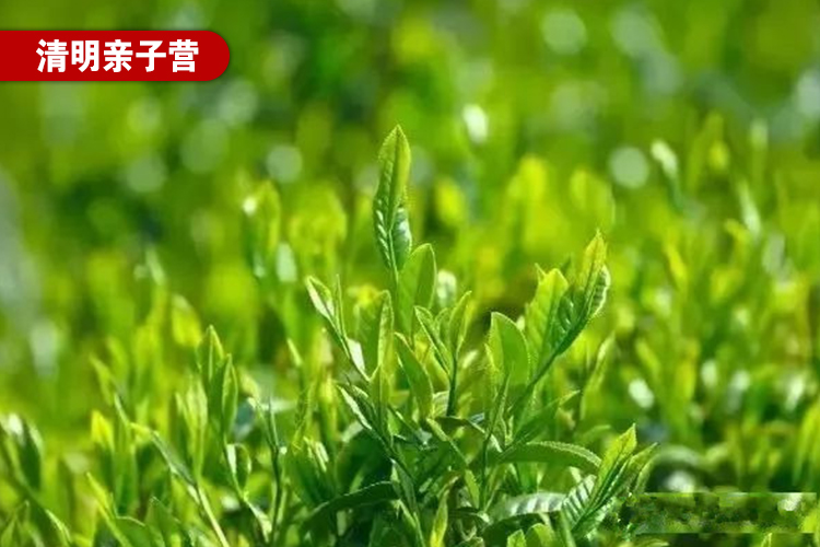 2019年清明亲子营，3天3晚 | 阳春三月下江南，挖笋采茶正当时！