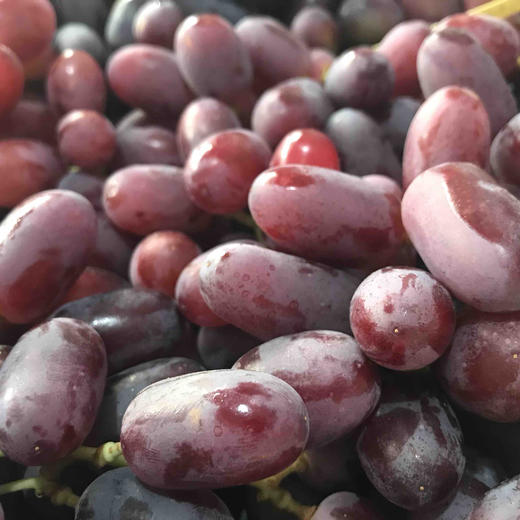 澳洲无籽露 - mg 鲜果配送