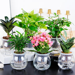 小绿萝红掌虎皮兰蟹爪兰观音竹水培系列 绿植盆栽自动吸水懒人植物盆栽 两盆起送