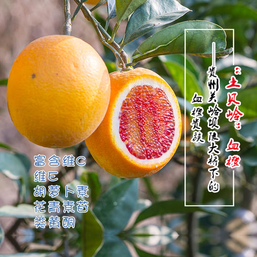 【土贝岭血橙】10斤装 全国包邮（五区不发货） 商品图4