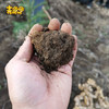 土哆哆高原土壤 原生泥土，可栽种花草 商品缩略图1