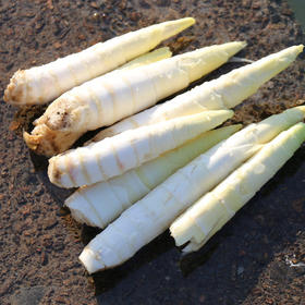 优选新品|浙江临安野生天目山春雷笋 竹笋新鲜现挖 甘甜鲜嫩味美可口【5斤装】【3斤装】