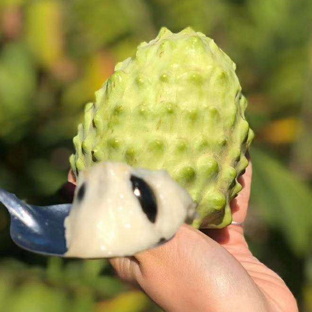 树熟释迦果带言