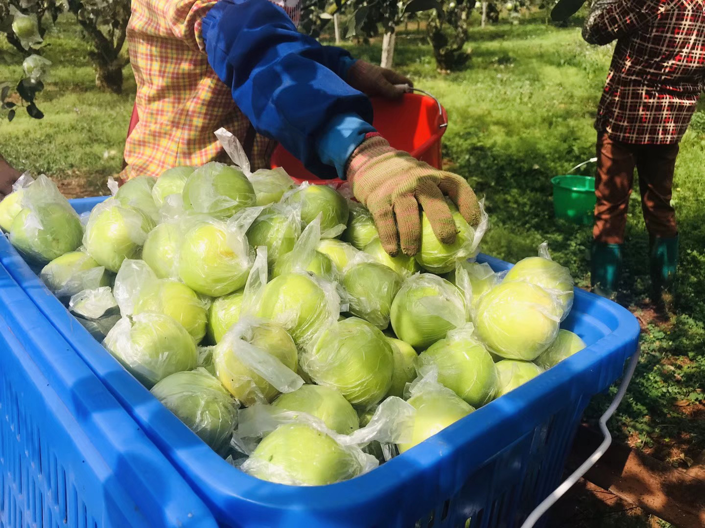 海南直发包邮04海南富硒青枣35天发货一次不接急单