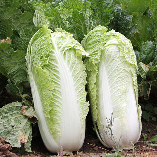 【生鲜】蔬菜 大白菜 约2.45-2.5kg/份