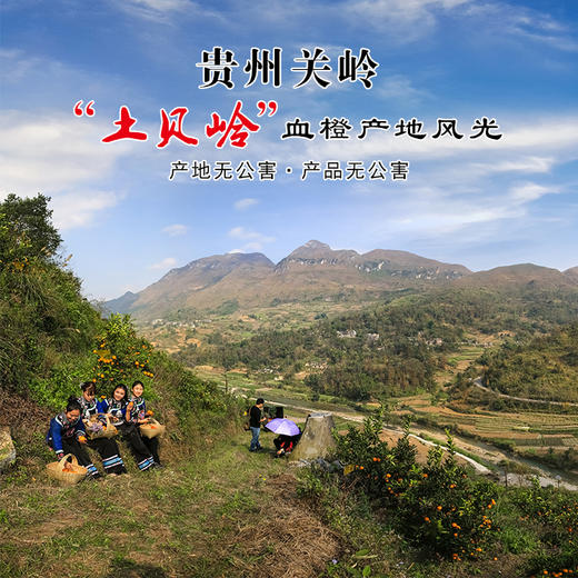 【土贝岭血橙】10斤装 全国包邮（五区不发货） 商品图2