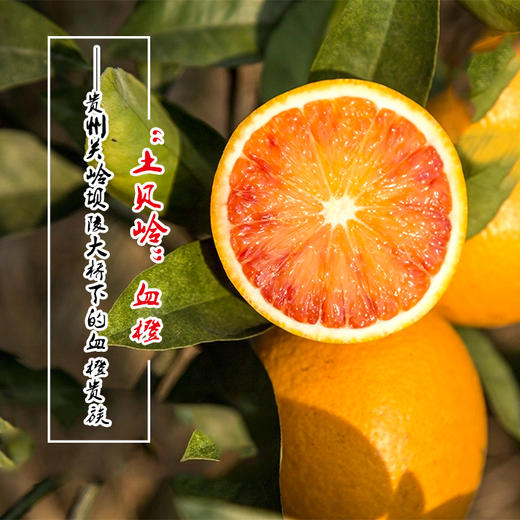 【土贝岭血橙】10斤装 全国包邮（五区不发货） 商品图1
