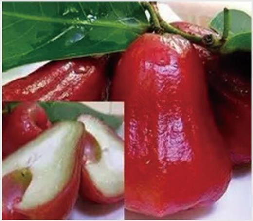 水果钻石——莲雾