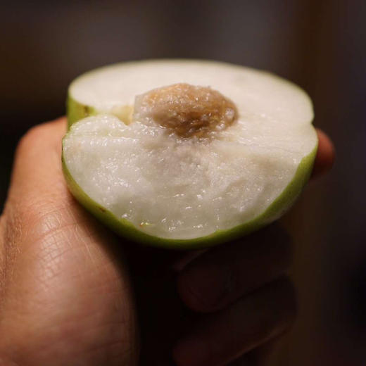 〔产地直发包邮04〕海南苹果青枣 商品图3