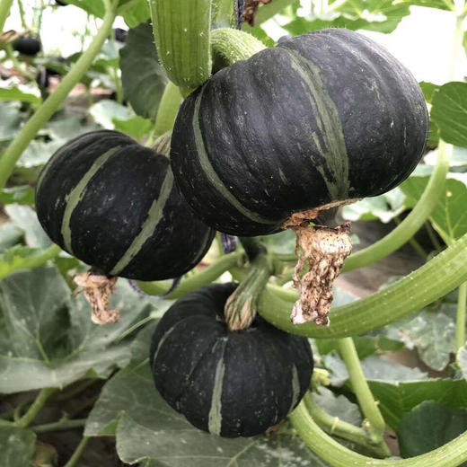 贝贝南瓜 4.5斤装  粉糯型 （进口种源） 商品图9