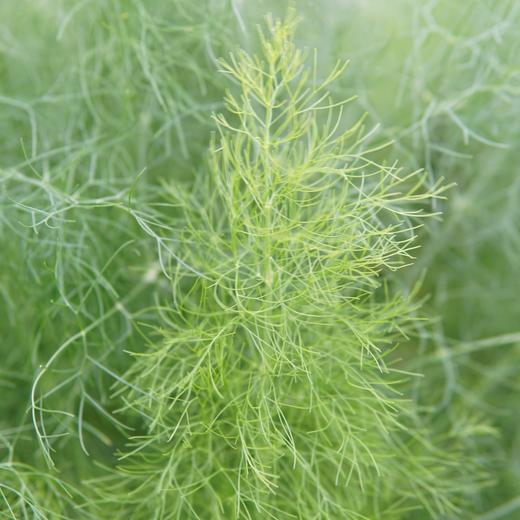 生态茴香 | 绿家自产*Ecological anise | In-House Production 商品图1