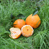 排单发货 不接急单【下单立减10元】蒲江春见耙耙柑高山果      5/8斤装   （酸甜口感  介意慎拍） 商品缩略图5