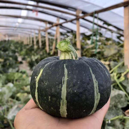 贝贝南瓜 4.5斤装  粉糯型 （进口种源） 商品图10