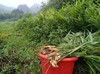 【促销】绿大地农法红糖 自然农法农产品系列 商品缩略图13