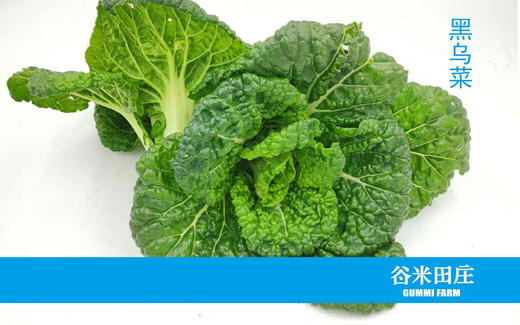 黑乌菜 商品图1