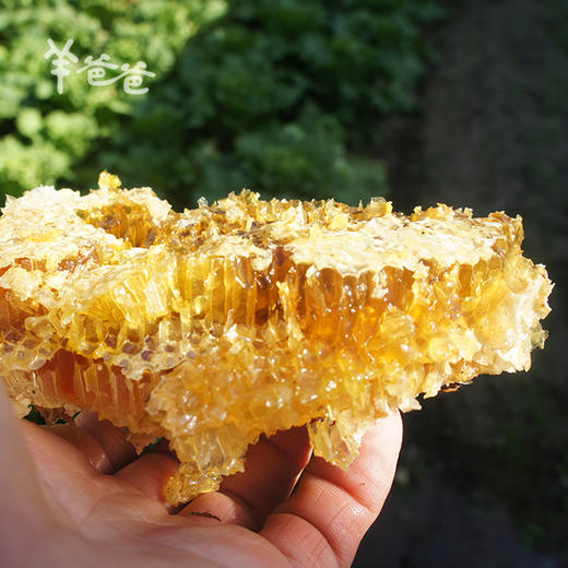 「野蜂蜜」第一次寻到野蜂蜜 商品图2