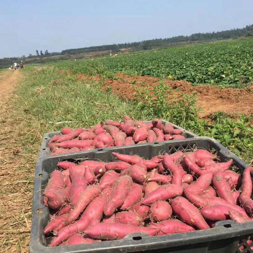 日本高系14号原种！桥头板粟地瓜 5斤红薯装 商品图13
