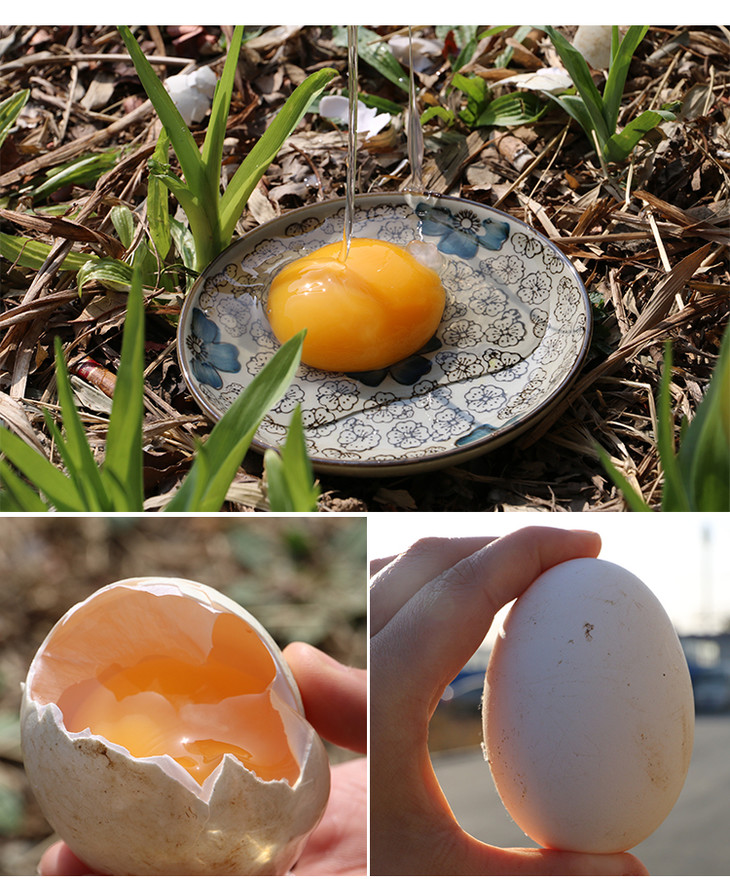 孕妈必备正宗散养鹅蛋蛋黄完整口感清香营养丰富6枚装3份包邮