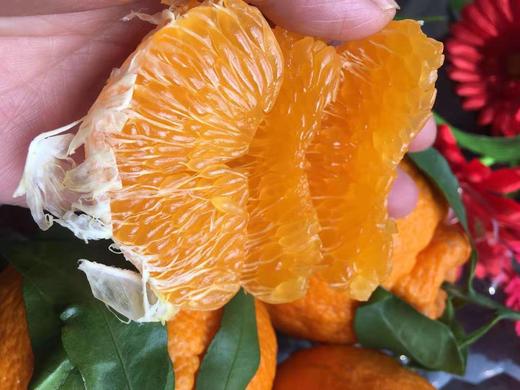 【云燕优品】不知火丑橘丑柑 商品图3