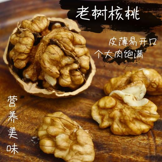 百年老树核桃 商品图1