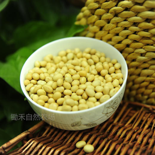 【生态】老品种黄豆（500g） 商品图6