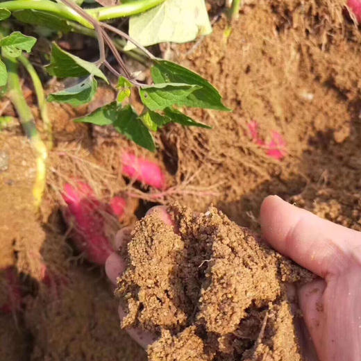 日本高系14号原种！桥头板粟地瓜 5斤红薯装 商品图12