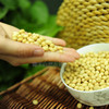 【生态】老品种黄豆（500g） 商品缩略图4