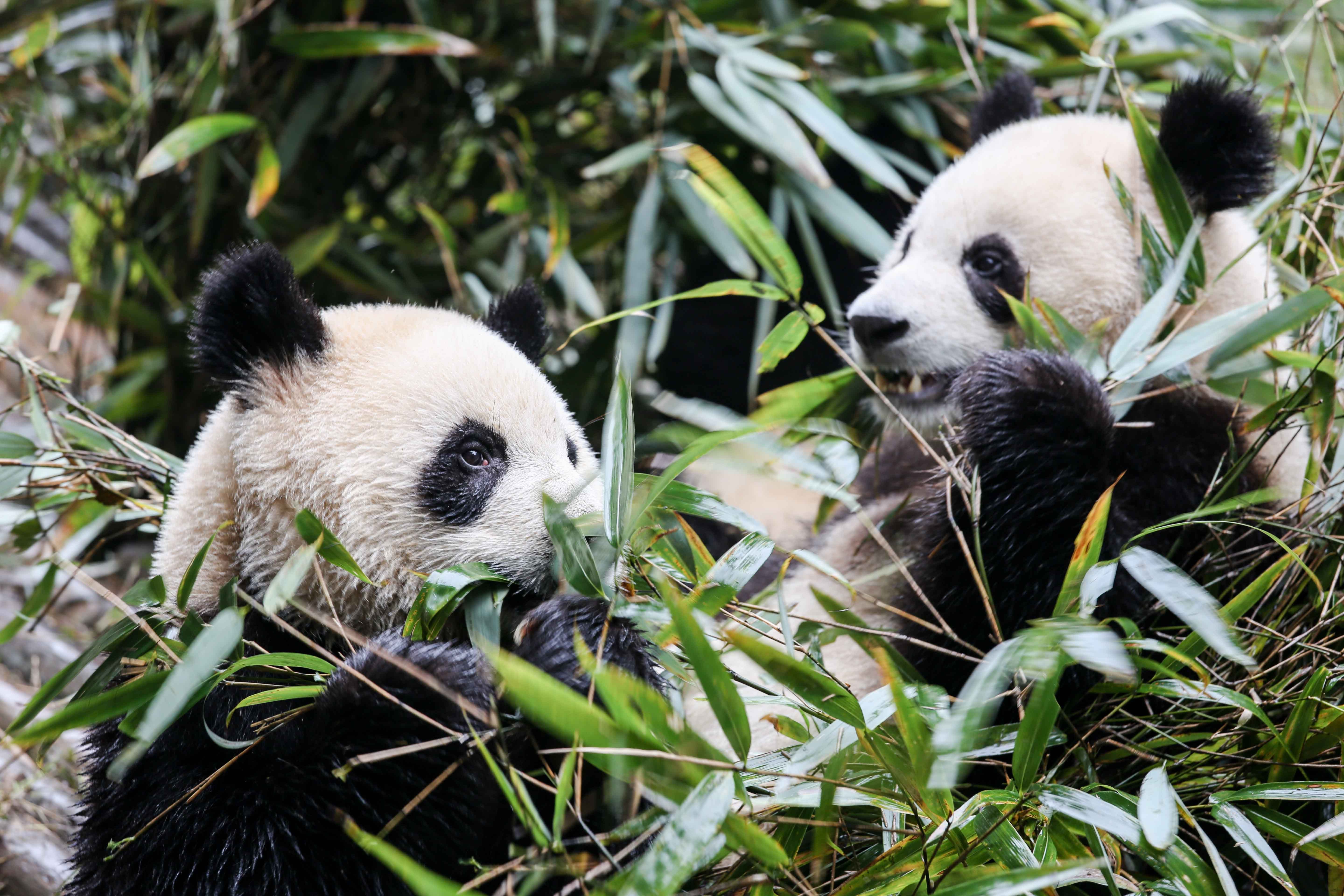 大熊猫是一种中国独有的珍稀保护动物,由于其生存环境的特殊性,胰度