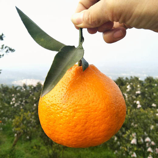 四川蒲江耙耙柑春见丑橘子 商品图1