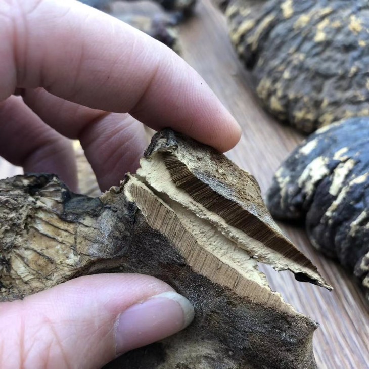 野生铁杉灵芝1g