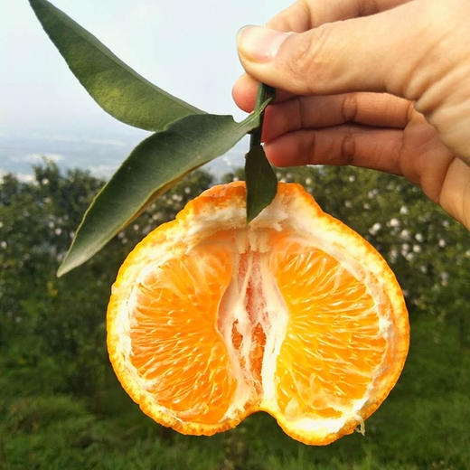 四川蒲江耙耙柑春见丑橘子 商品图2