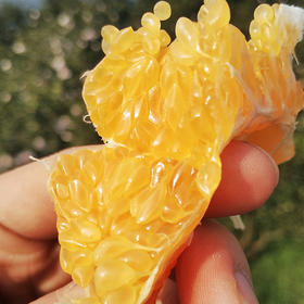 四川蒲江耙耙柑春见丑橘子