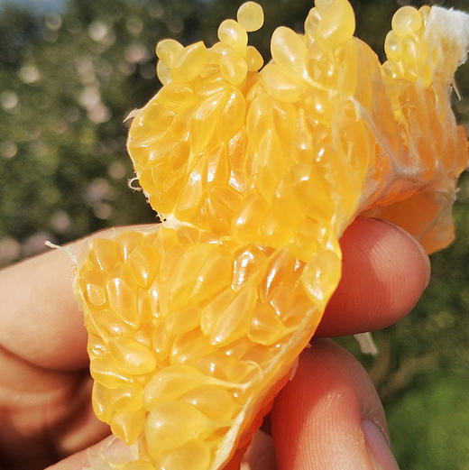 四川蒲江耙耙柑春见丑橘子 商品图0