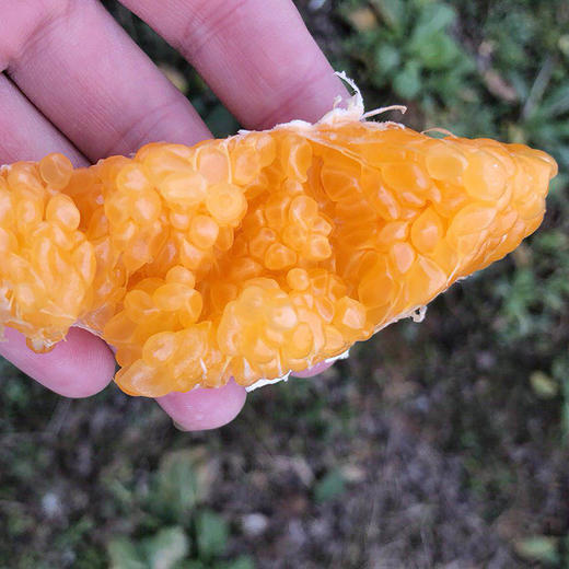 四川蒲江耙耙柑春见丑橘子 商品图6