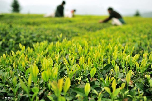 如何从茶汤里辨别出高山茶还是平地茶