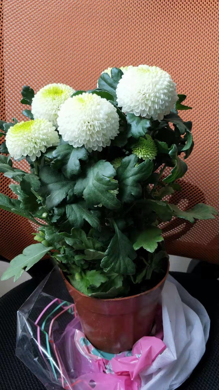 乒乓菊盆栽居家办公花卉兔耳朵花268元盆下沙多网点自提