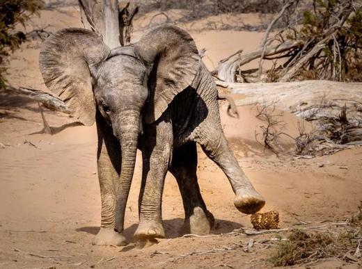 纳米+纳马夸两国定制 商品图13