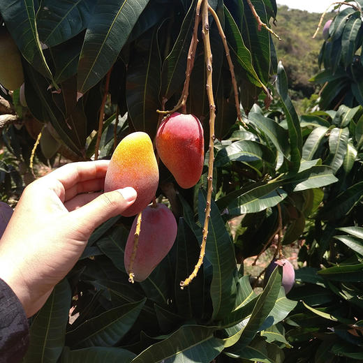 三亚树上熟贵妃芒 商品图11