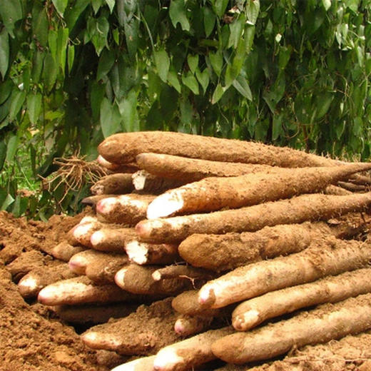 绿源有机粗山药2.5KG （SGS农残、重金属检测）【减肥、免疫力低人群】 包邮 商品图4