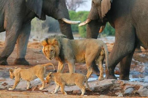 纳米+纳马夸两国定制 商品图4