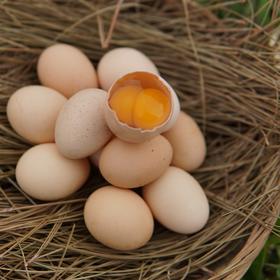 生态初生鸡蛋团购 | 绿家自产*Group purchase of Eco- primary egg | Self-production