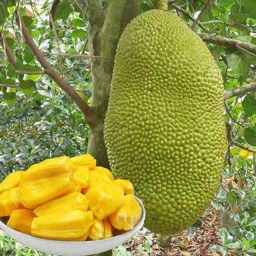 越南进口红肉菠萝蜜79斤新鲜采摘红心菠萝蜜水果海南