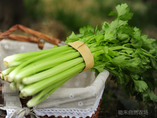 小西芹（400g）-炒前撕去内外筋口感更好哦 商品图1