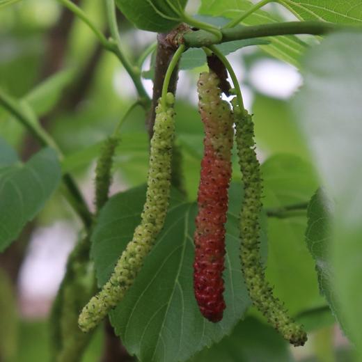 有机桑葚团购 | 绿家自产*Organic mulberry | Self-production 商品图4