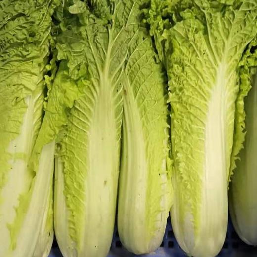 生态大白菜（竹筒青） | 绿家自产*Ecological Chinese cabbage | Self-production 商品图0
